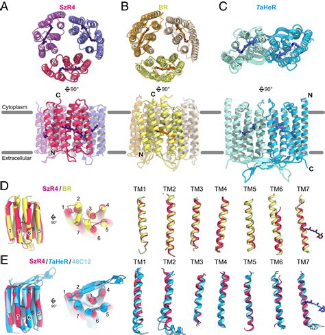 Crystal structure of schizorhodopsin reveals mechanism of inward。